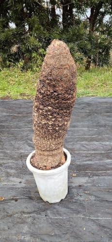 観葉植物 10号 ソテツ」の人気商品一覧 | 安い商品を通販サイトから